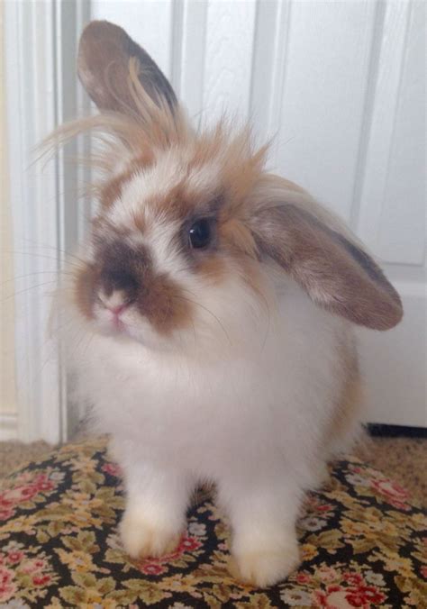 Lionhead lop mix. 4 baby bunnies for new homes ! $5. Nanaimo. We have 4 baby bunnies about 3 months old. 3 males and 1 female. Asking $5 each Mom rabbits were California/Russian breed and dad was an albino. Located North Nanaimo 250 714 5849. 1. 2. Find baby bunnies in British Columbia - Buy, Sell & Save with Canada's #1 Local Classifieds. 