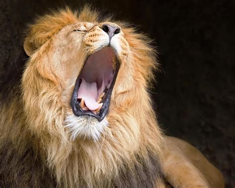 Lions Roar