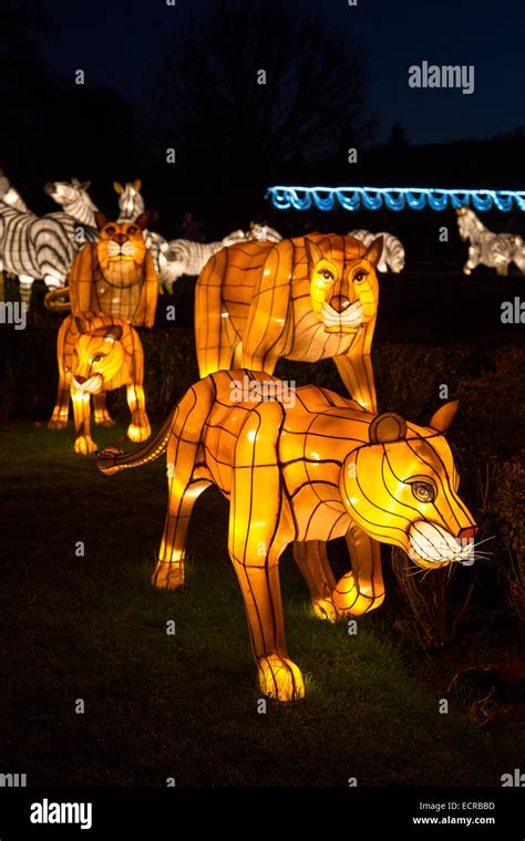 Lions and lanterns. Things To Know About Lions and lanterns. 
