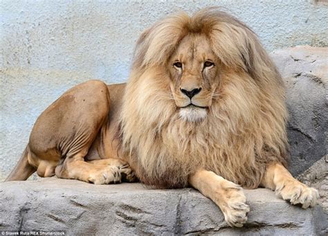 Lions mane reddit. Hi all, I have been hearing good things about lions mane supplement for better mental focus, and just like overall better brain and attention health. I am cutting caffeine and another medication that has given me wicked brain fog and just feeling like blah, or difficulty concentrating. Has anyone tried lions mane, did you find it helpful? 