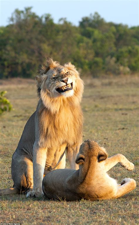 Lions mating like humans. Things To Know About Lions mating like humans. 