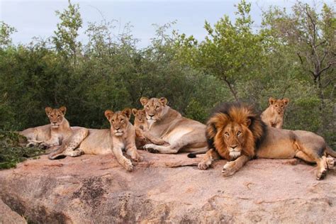 Lions pride. Learn how lions live in a social organization known as a pride, where they hunt as a group and share parental duties. Find out the roles of male and female lion… 