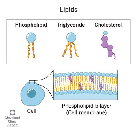Lipid Diagram Structure