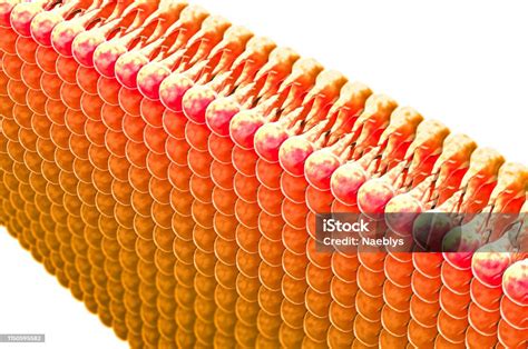 Lipid Formation, Fat in the Human Body. View Under the Microscope Stock