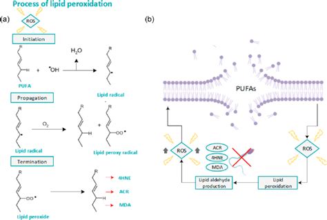 Lipid Peroxidation Causes and How to Reduce It - Siim Land Blog