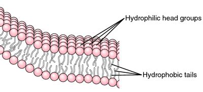 Lipid bilayer definition of lipid bilayer by Medical dictionary