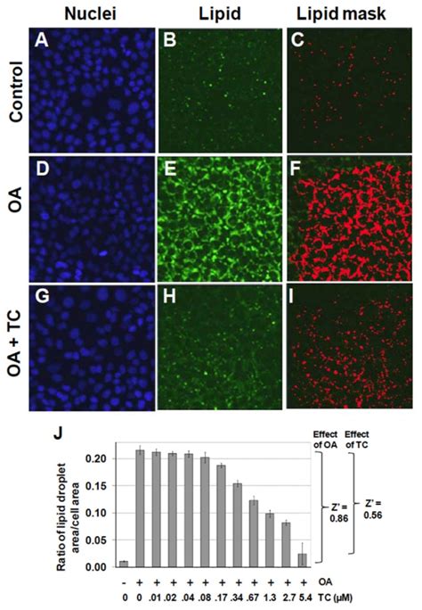 Lipid droplet formation in response to oleic acid in …