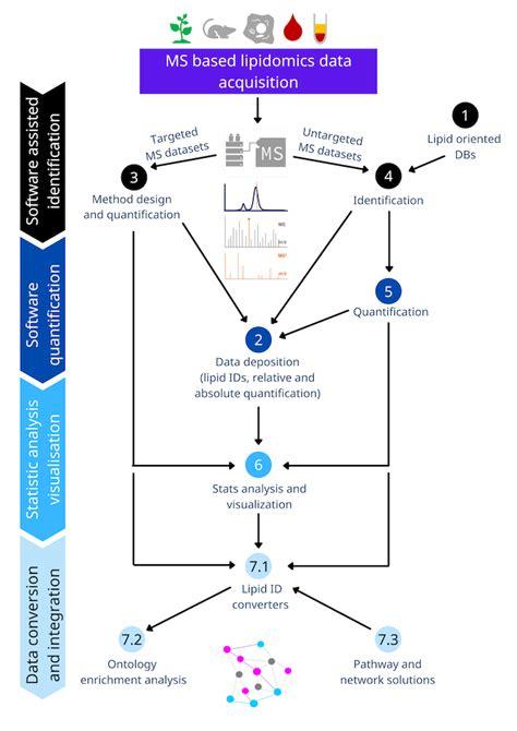 Lipidomics workflow with LipidMatch. LipidMatch is designed to be integrated with other open-source software to streamline the lipidomics workflow as described in Fig. 1. LipidMatch was developed and tested using data acquired from a Q-Exactive orbitrap mass spectrometer (Thermo Scientific, San Jose, CA).