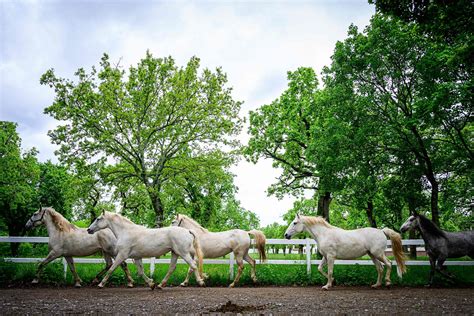 Lipizzan horses - Lipica