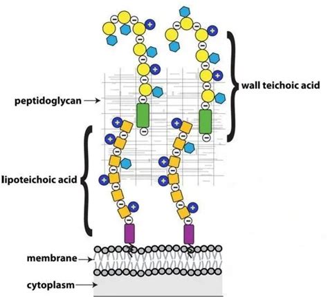 Lipoteichoic acid from the cell wall of a heat killed