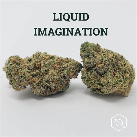 Liquid imagination strain leafly. Sep 1, 2022 · Afghani is believed to be one of the oldest strains and is a parent of many modern crosses. Strain type: Indica. Dominant terpene: Myrcene. Parent strains: None; landrace strain. Activities ... 