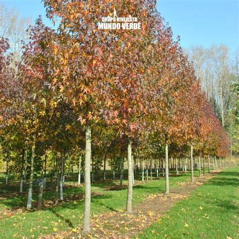 Liquidambar - Wikipedia, la enciclopedia libre