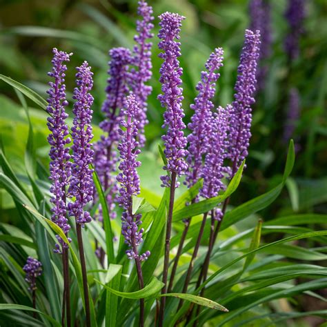 Liriope muscari