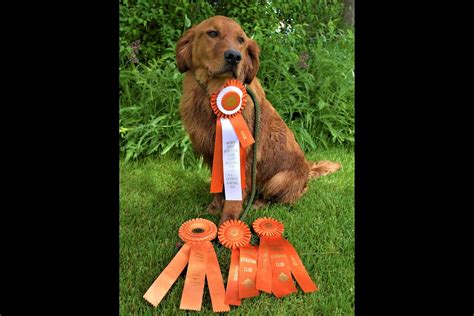 Lish Kennels produces dark red field bred golden retrievers that excel in the field and water. Our dogs compliment the most avid hunters and are great family companions.. 