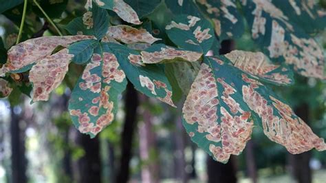 List: Top 5 tree diseases in Austin and how to spot them