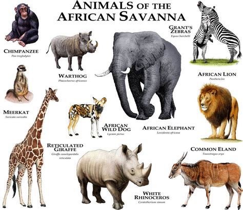 List All Endangered Species Savanna