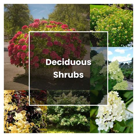 List Of Deciduous Shrubs: Growing Deciduous Shrubs - Gardening Know How