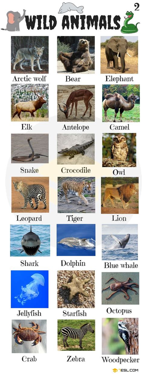 List of Animals: 1000+ Cool Animals List with Pictures • 7ESL