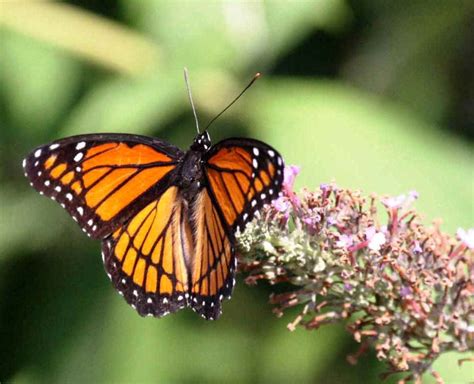 List of Butterflies of eastern North America compiled by …