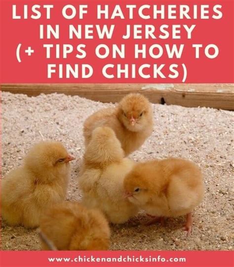 List of Chicken Hatcheries in New Jersey Chicks for Sale