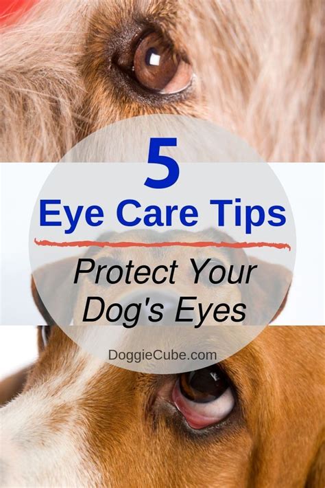 List of Dog Eye Problems - Top Dog Tips