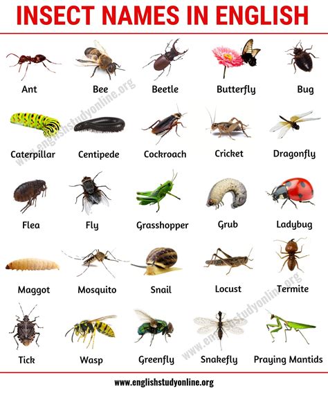List of Insects 25 Useful Insect Names with Pictures and Examples