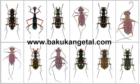 List of Philippine tiger beetles (Coleoptera: Cicindelidae)