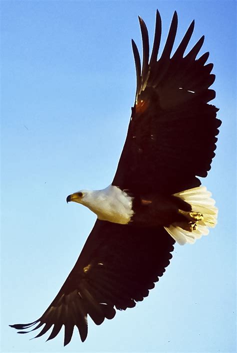 List of birds of Zimbabwe - Wikiwand