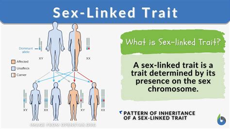 List of sex linked traits.  His 1922 paper specifically stated that some...