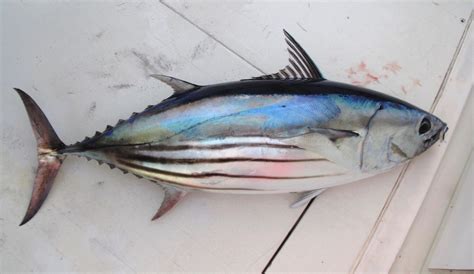 Thunnus is a genus of ocean-dwelling, ray-finned bony fish from the mackerel family, Scombridae. More specifically, Thunnus is one of five genera which make up the tribe Thunnini – a tribe that is collectively known as the tunas. Also called the true tunas or real tunas, Thunnus consists of eight species of tuna (more than half of the overall ....