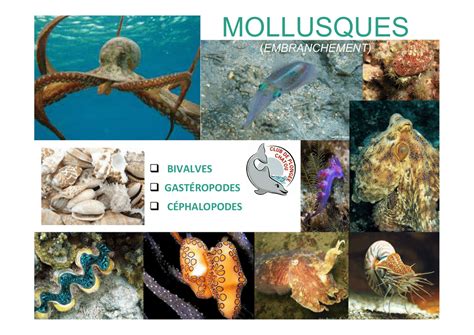 Liste commentée des mollusques récents non marins de belgique. - P. leonor franz von tournely und die gesellschaften des heiligen herzens jesu.