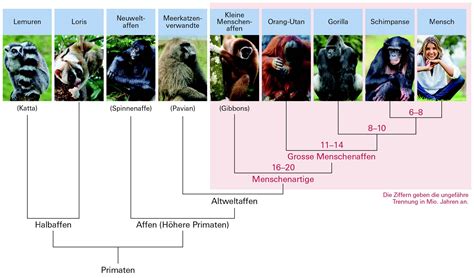 Liste der Primaten nach Population