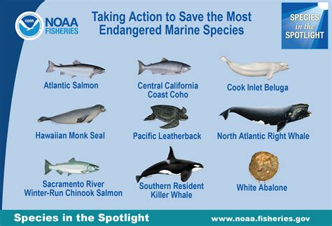 Listing Species Under the Endangered Species Act | NOAA Fisheries