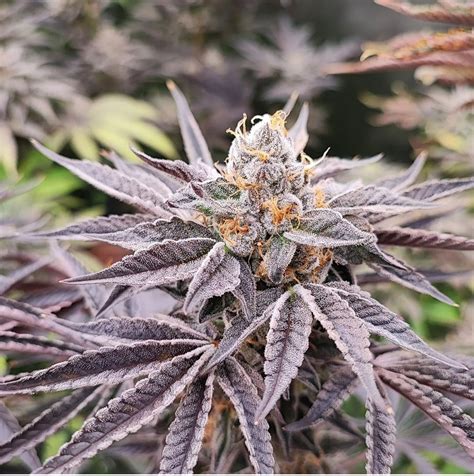 Lit farms. Lit Farms – Black Soap. Rated 5.00 out of 5 based on 1 customer rating (1 customer review) $ 120.00 – $ 200.00. Lineage: The Soap X Permanent Marker Flowering Time: 8-9 weeks Seeds Per Pack: 12+ Feminized. Seed Count: 6 Fems. 12 Fems. Clear: Lit Farms - Black Soap quantity. 