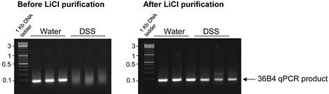 Lithium Chloride-Based Isolation of RNA - Springer