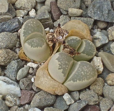 Lithops herrei - Wikiwand