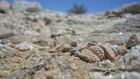 Lithops in the wild