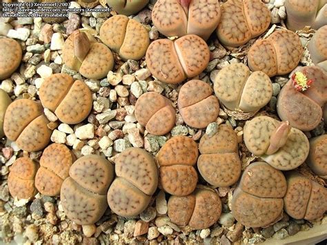 Lithops turbiniformis