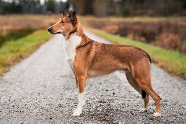 Litter :: Smooth Collie Database