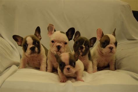Litter Of French Bulldog Puppies