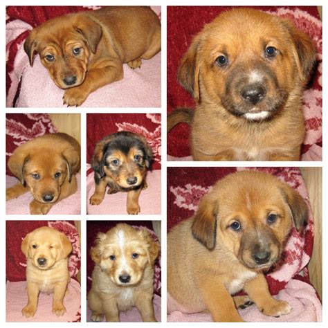 Litter of 6 puppies born April 26th, !! Note that we will not adopt outside of the Greater Atlanta area — no exceptions