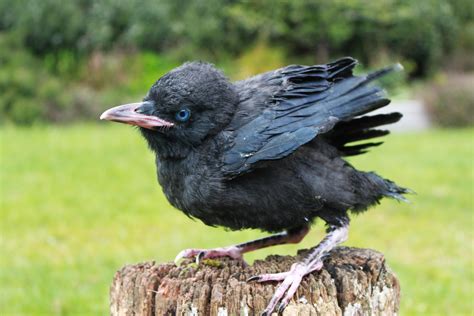 🍌 XXX Little Baby Raven Onlyfans Leak