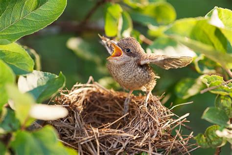 Little Bird Nesting - Overview, News & Competitors ZoomInfo.com