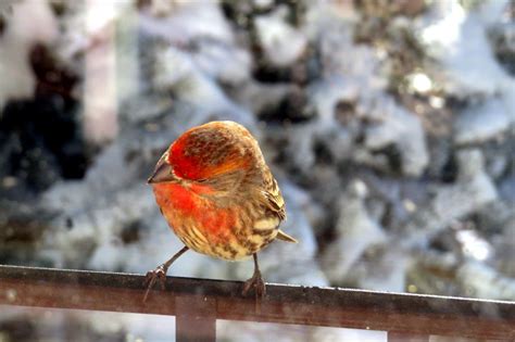 Little Birds Outside My Window – Empty Nest Homesteading