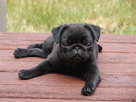 Little Black Pug Puppy
