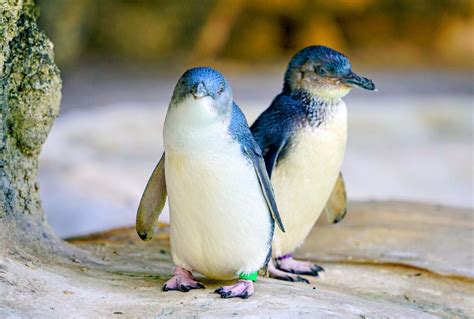 Little Blue Penguins - Nothing But Penguins