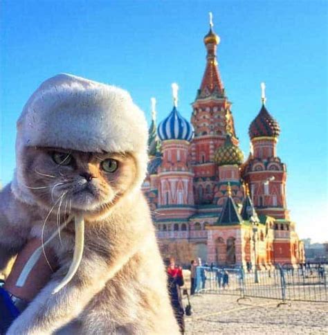 Little Cat In Russian Whisper & Whimsy