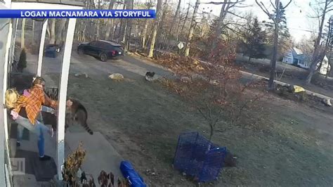 Little Girl Gets Attacked By A Raccoon Today