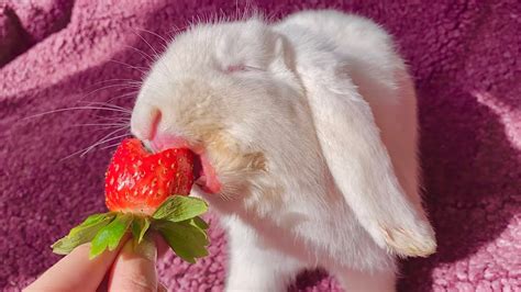 Little Rabbit Eating Strawberry in the Boat ⛵ #shorts #rabbit #bunny …