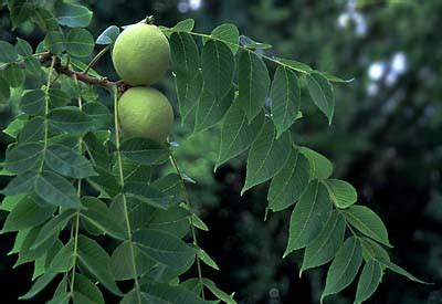 Little Walnut (Juglans microcarpa) - Great Plains …